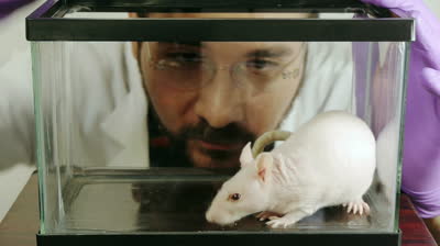 Website_Image_of_lab_rat_stock-footage-lab-rat-taken-by-scientist-hd-lab-rat-hairless-taken-from-a-glass-cage-by-a-scientist-in-two